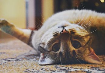 Apakah Kucing Termasuk Hewan Mandiri?