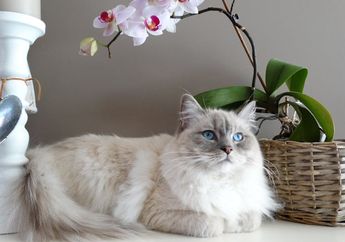 Benarkah Kucing Putih Tidak Memiliki Warna?