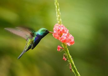 Apakah Burung Kolibri Hanya Makan Nektar?