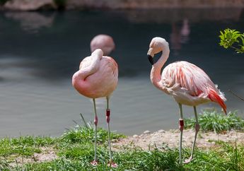 Apakah Flamingo Langsung Terlahir dengan Warna Bulu Merah Muda?