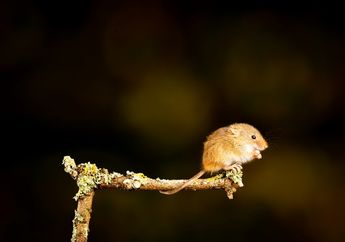Apa Fungsi Ekor Tikus?