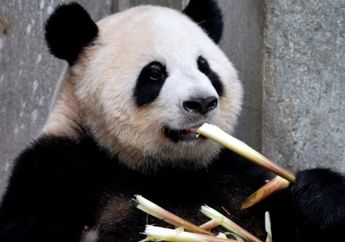 Benarkah Panda Hanya Makan Bambu untuk Bertahan Hidup? Ini Faktanya