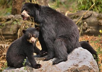 Bisa Makan Apa Saja, Mengapa Beruang Hitam Tidak Pilih-Pilih Makanan?