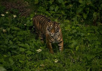 Benarkah Warna Tubuh Harimau Sumatra Paling Gelap di Antara Jenis Harimau Lain?