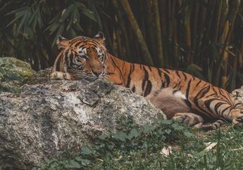 Apakah Harimau Sumatra Terancam Punah?