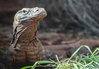 Dikenal sebagai Hewan Endemik Indonesia, Di Mana Habitat Komodo?