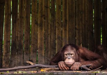 Ada Berapa Spesies Orang Utan?