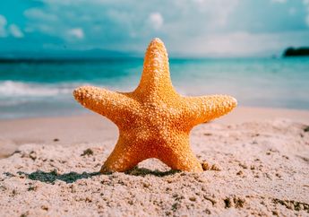 Bagaimana Cara Bintang Laut Makan?