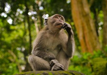 Di Mana Habitat Monyet?