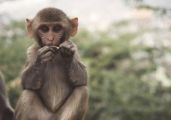 Apa Monyet Makan Pisang Saja?