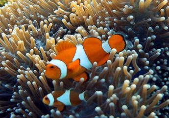 Kenapa Anemon Laut Mau Menjadi Tempat Tinggal Ikan Nemo?