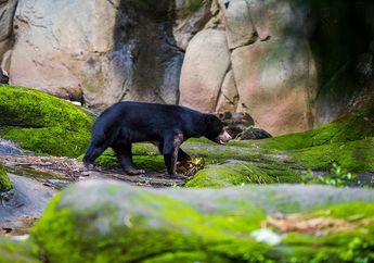 Apakah Semua Beruang Hitam Berwarna Hitam?