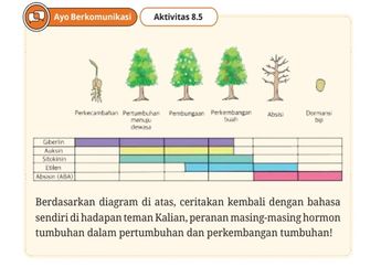 Jawab Soal Aktivitas 8.5 Peran Hormon Tumbuhan, Materi Biologi Kelas XI Kurikulum Merdeka