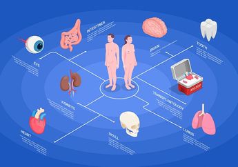 5 Sistem Organ dalam Tubuh Manusia, Materi Ilmu Pengetahuan Alam Kelas VIII Kurikulum Merdeka