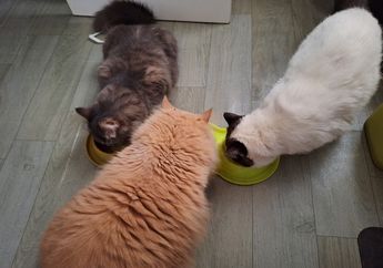 Mengapa Kucing Selalu Minta Makan?