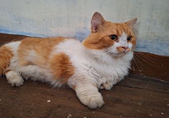 Mengapa Bisa Muncul Bintik-Bintik Hitam di Hidung Kucing?