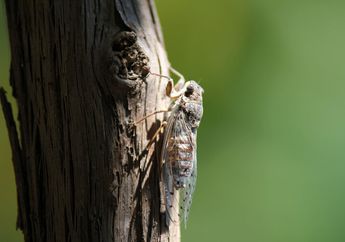 Benarkah Ada Ribuan Spesies Jangkrik?
