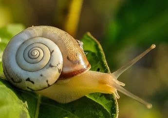 Kenapa Siput Bisa Tidur Selama 3 Tahun?