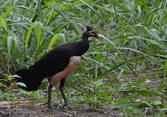 Fakta-Fakta Maleo, Burung Asli Sulawesi yang Mirip Ayam