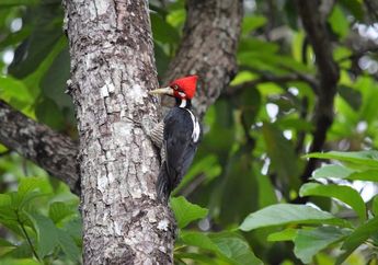 Tidak Makan Kayu, Kenapa Burung Pelatuk Sering Mematuk Pohon?