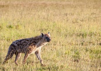Berkenalan dengan 3 Jenis Hyena, Salah Satunya Ada Hyena Loreng