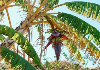 Kenapa Pohon Pisang Hanya Berbuah Sekali?