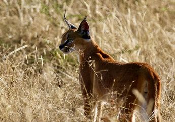 Termasuk Jenis Kucing, Seberapa Tinggi Lompatan Caracal?