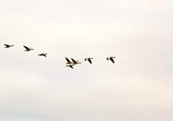 Kenapa Burung Jarang Mengepakkan Sayap saat Terbang?