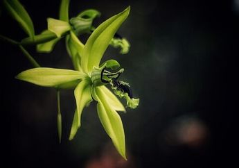 Ciri-Ciri Anggrek Hitam, Salah Satu Flora Endemik di Indonesia