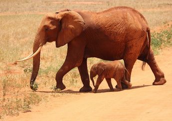 Meski Bisa Berlari, Benarkah Gajah Satu-satunya Mamalia yang Tidak Bisa Melompat?