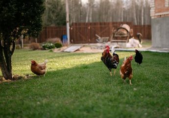 Bukan Digunakan untuk Terbang, Apa Fungsi Sayap pada Ayam?