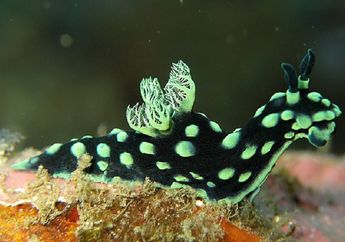 Termasuk Hewan, Kenapa Siput Laut Dapat Membuat Makanannya Sendiri?