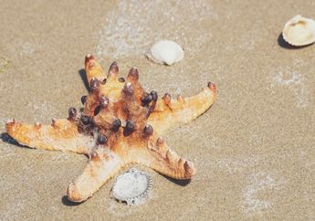 Kenapa Bintang Laut Sering Terlihat Sendiri?