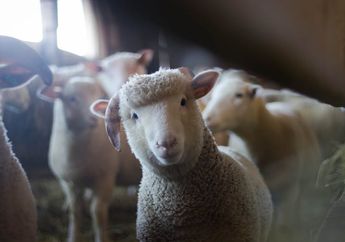 6 Ciri-Ciri Kingdom Animalia serta Pengelompokannya, Apa Saja?