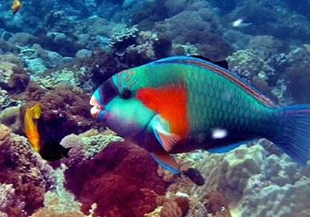 Mengapa Ikan Kakatua Memiliki Gigi?