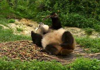Kenapa Panda Suka Berguling-guling?