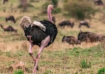 Meski Bersayap, Kenapa Burung Unta Tidak Bisa Terbang?