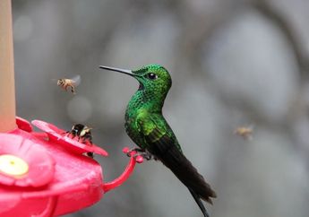 Jadi Burung Terkecil di Dunia, Mengapa Kolibri Banyak Makan?