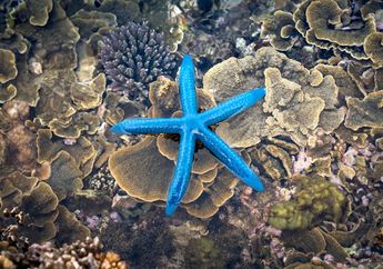 Benarkah Bintang Laut Dapat Menumbuhkan Bagian Tubuhnya yang Hilang?
