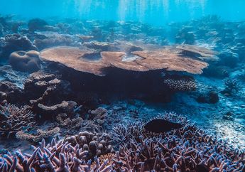 Ada Ikan hingga Plankton, Ini Hewan-Hewan yang Berperan Penting bagi Ekosistem Laut