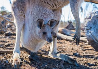 4 Ciri Khas Hewan Marsupial, Kelompok Mamalia yang Memiliki Kantong Perut