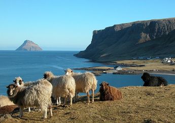 Kenapa Kepulauan Faroe Disebut sebagai Pulau Domba?