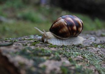 Kenapa Siput Berjalan Sangat Lambat?