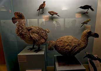 Penyebab Kepunahan Burung Dodo, Benarkah Disebabkan oleh Manusia?