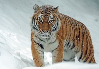 Apa Fungsi Kumis Harimau?