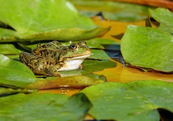 Kenapa Katak Bisa Hidup di Dua Alam?