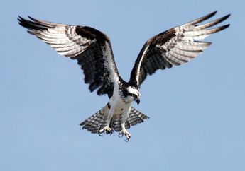 Kenapa Burung Elang Dijuluki Sebagai Raja Langit?