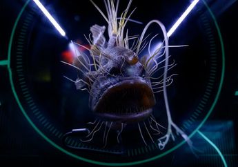5 Hewan Ini Mampu Mengeluarkan Cahaya, dari Anglerfish hingga Kunang-Kunang