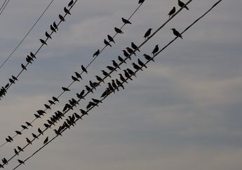 Kenapa Burung Sering Bertengger di Atas Kabel Listrik?