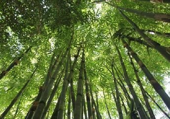 Hewan-Hewan yang Hidup di Hutan Bambu, Salah Satunya Panda Merah